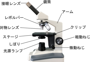 スケッチの書き方をマスターしてたんぽぽの観察をしよう 中１生物 理科の授業をふりかえる