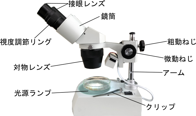 顕微鏡と双眼実体顕微鏡の使い方をマスターしよう！ | 理科の授業を