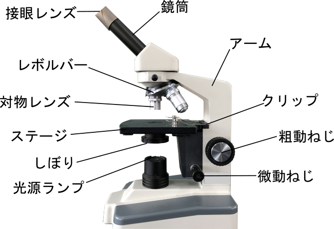 顕微鏡と双眼実体顕微鏡の使い方をマスターしよう！