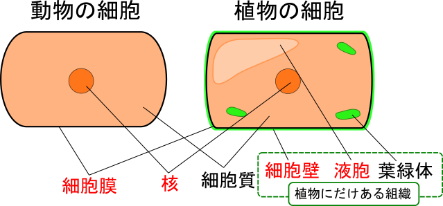 動物と植物の細胞の違いはなんだろう 理科の授業をふりかえる