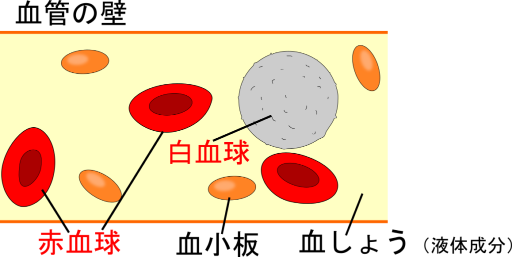 血液のはたらきと血管の仕組みを解明しよう 理科の授業をふりかえる