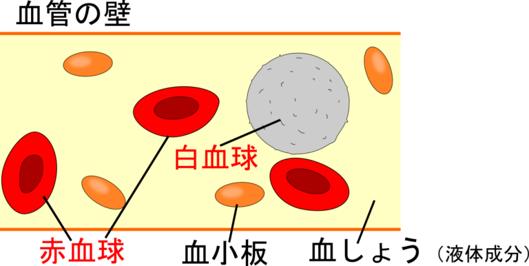 血液のはたらきと血管の仕組みを解明しよう！ | 理科の授業をふりかえる