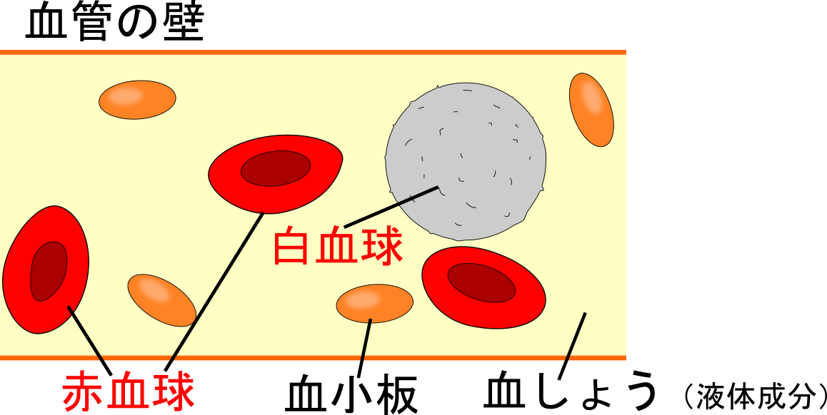血液のはたらきと血管の仕組みを解明しよう！