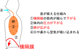 肺に筋肉がないのに 呼吸できるのはなぜ 理科の授業をふりかえる