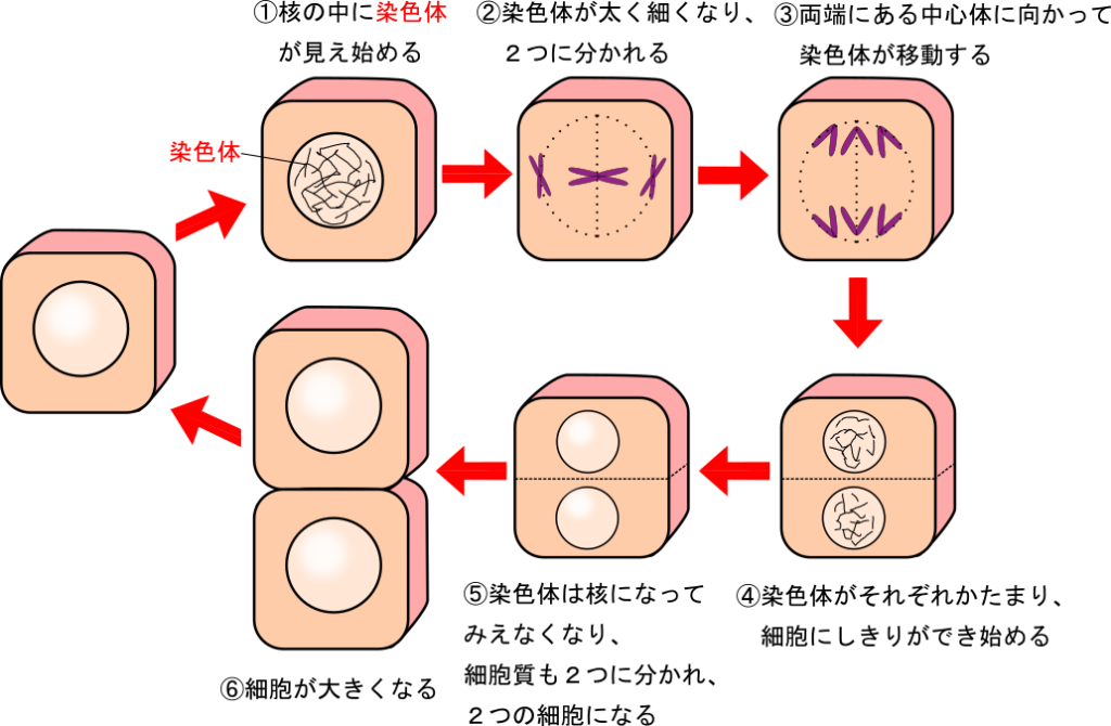 体が大きくなる秘密を細胞単位で解明しよう 体細胞分裂 理科の授業をふりかえる