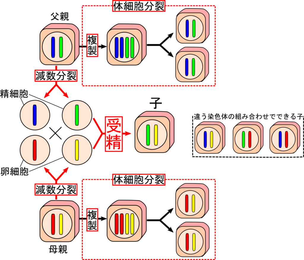 オスとメスから子を作るのは大変だけどメリットがたくさん 有性生殖 理科の授業をふりかえる