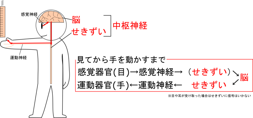 情報を判断するのは脳だけじゃない せきずいが決める反射の仕組み 理科の授業をふりかえる