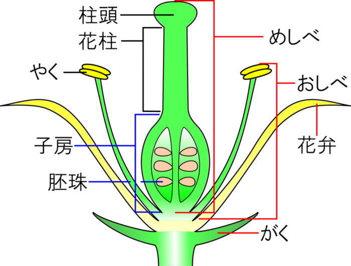 種子はどうやってできる 受粉後のめしべの変化 子房と胚珠 理科の授業をふりかえる