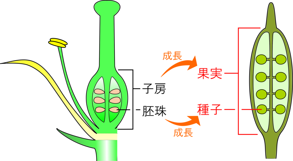 種子はどうやってできる 受粉後のめしべの変化 子房と胚珠 理科の授業をふりかえる