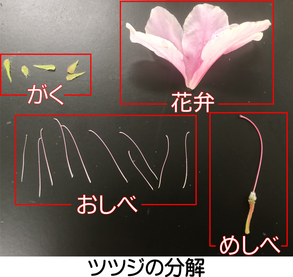 ツツジの標本をつくって花のつくりを調べよう 合弁花類 離弁花類 理科の授業をふりかえる