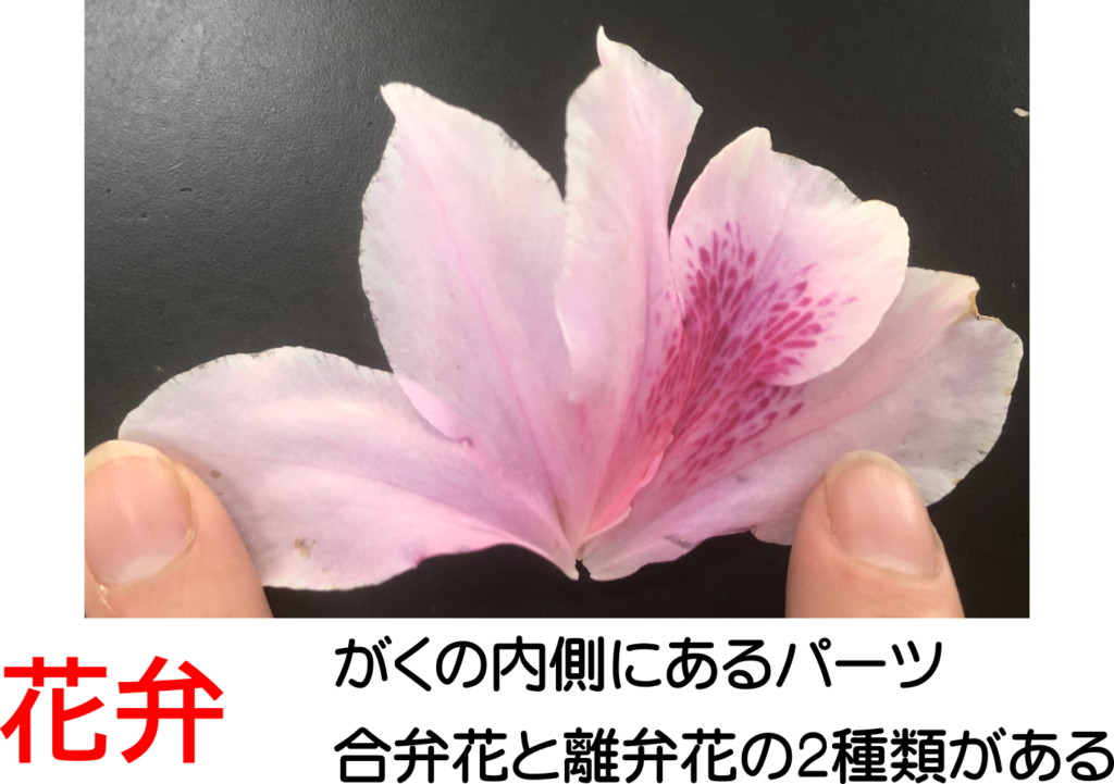 ツツジの標本をつくって花のつくりを調べよう 合弁花類 離弁花類 理科の授業をふりかえる