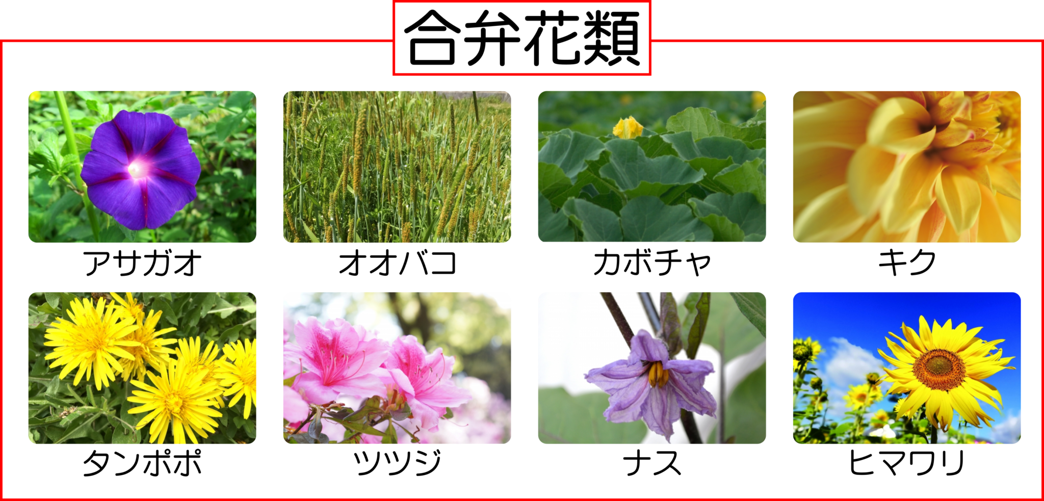 ツツジの標本をつくって花のつくりを調べよう！【合弁花類・離弁花類】 | 理科の授業をふりかえる