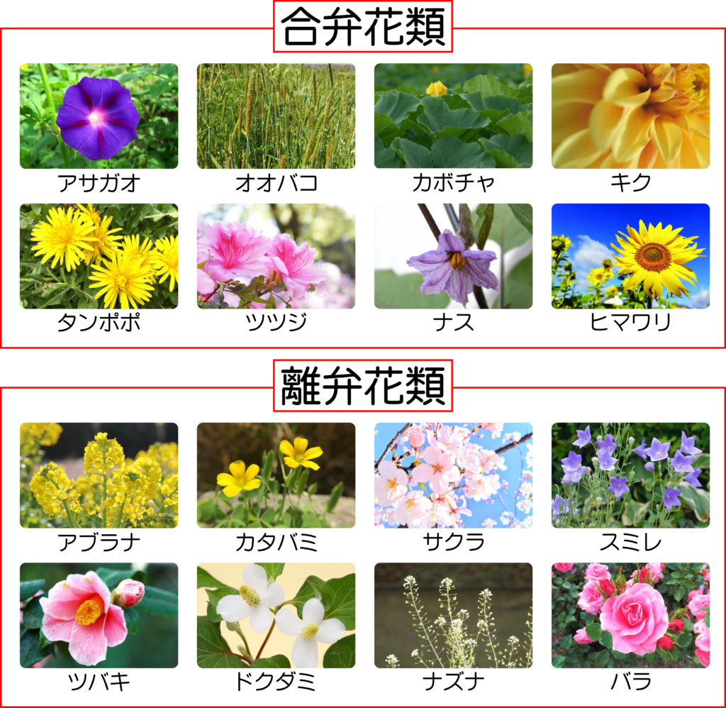 ツツジの標本をつくって花のつくりを調べよう！【合弁花類・離弁花類】 | 理科の授業をふりかえる