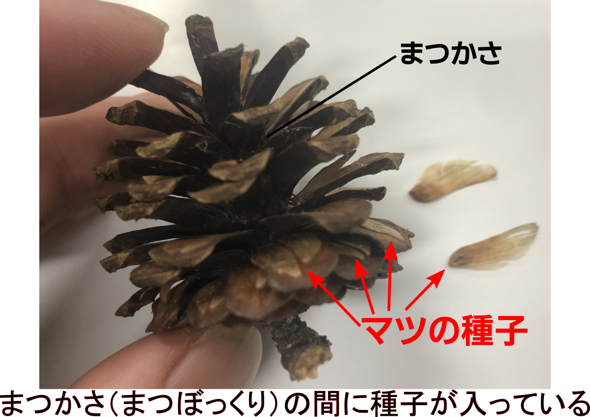 マツの花を観察して裸子植物の特徴を調べよう!【胚珠がむき出し】 | 理科の授業をふりかえる
