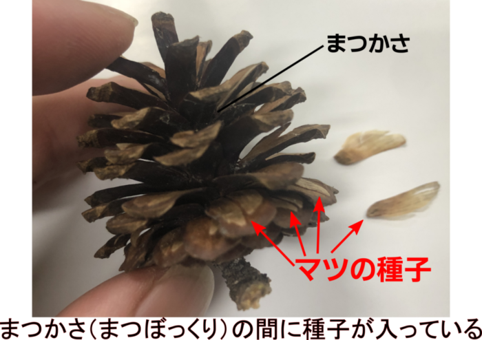 マツの花を観察して裸子植物の特徴を調べよう!【胚珠がむき出し】 | 理科の授業をふりかえる