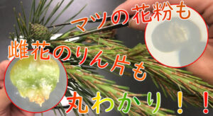 スケッチの書き方をマスターしてたんぽぽの観察をしよう 中１生物 理科の授業をふりかえる