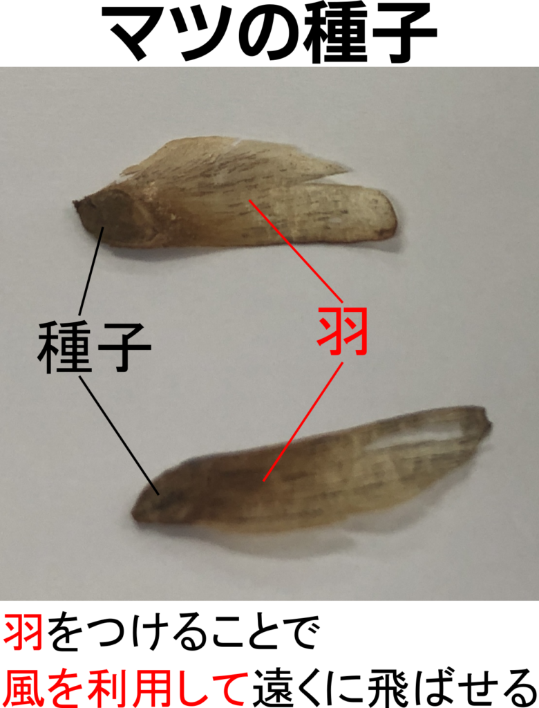 マツの花を観察して裸子植物の特徴を調べよう 胚珠がむき出し 理科の授業をふりかえる