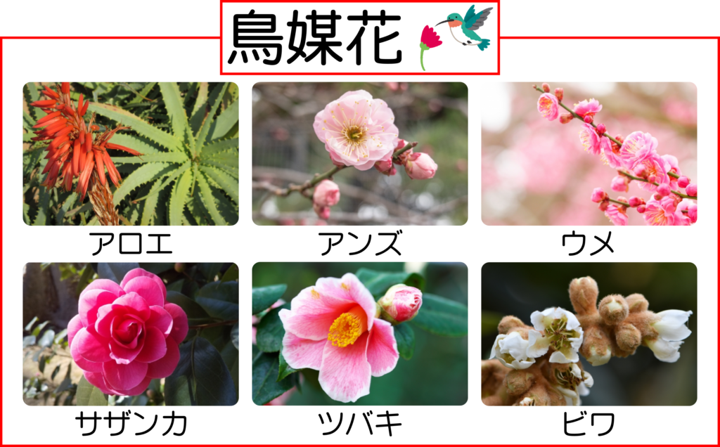 風媒花 虫媒花の花粉の違いと植物の例がスグにわかる 風 虫 鳥 水 理科の授業をふりかえる