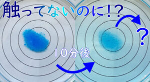 スケッチの書き方をマスターしてたんぽぽの観察をしよう 中１生物 理科の授業をふりかえる