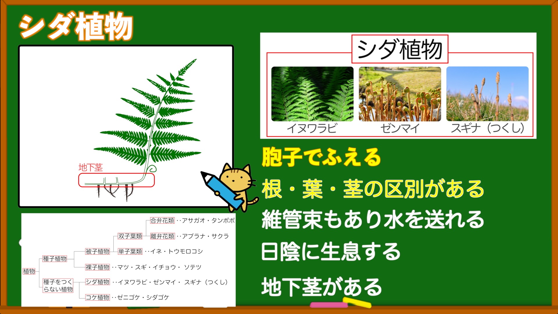 シダ植物の特徴を解説！胞子・維管束はどう違う？ | 理科の授業をふりかえる