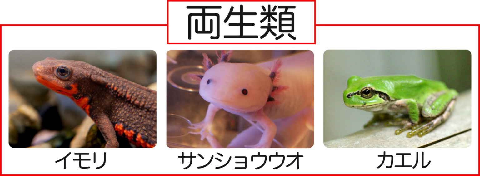 動物の分類総まとめ!【脊椎動物&無脊椎動物】 | 理科の授業をふりかえる