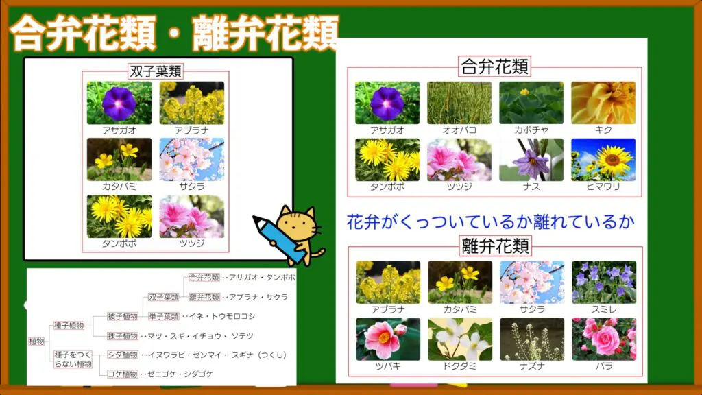 野生植物の図鑑 草本 単子葉類/離弁花類/合弁花類 全3巻 資料