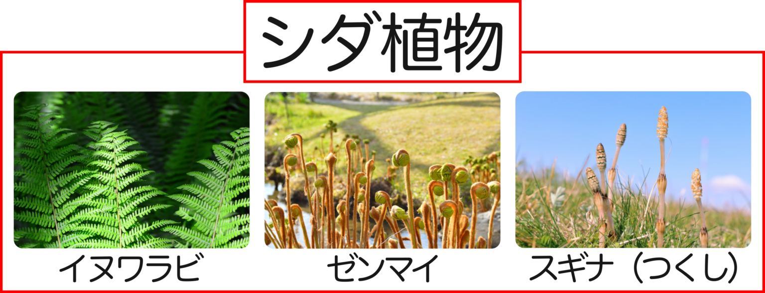 シダ植物の特徴を解説！胞子・維管束はどう違う？ | 理科の授業をふりかえる