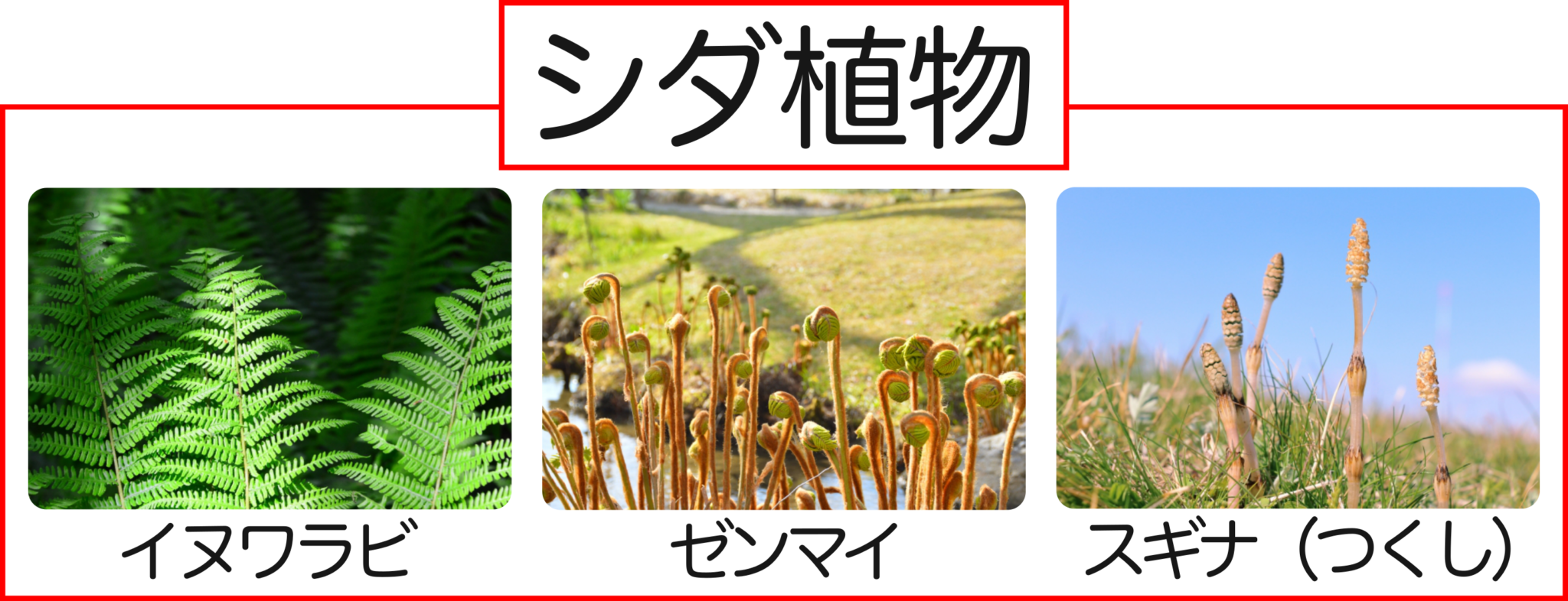 シダ植物の特徴を解説!胞子・維管束はどう違う? | 理科の授業をふりかえる