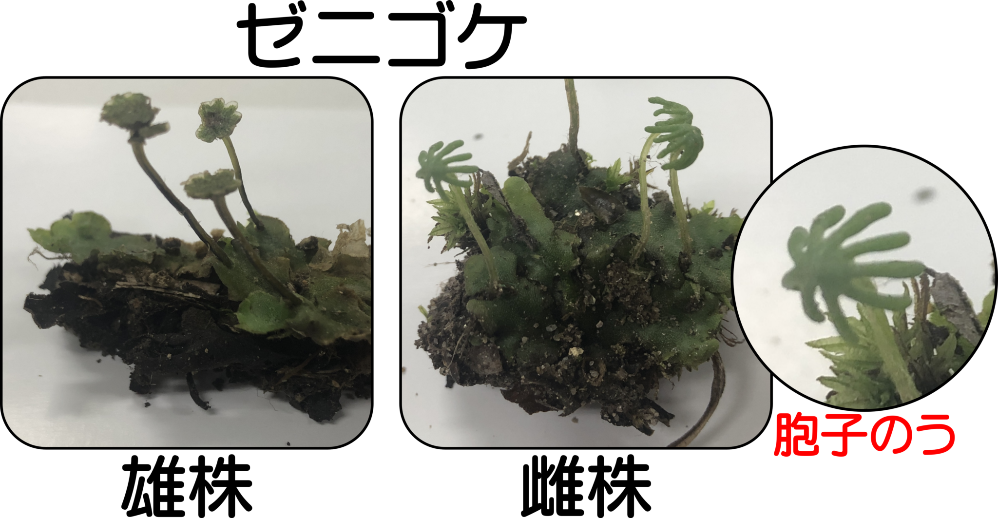 コケ植物の特徴まとめ！スギゴケ＆ゼニゴケを観察！ | 理科の授業をふりかえる