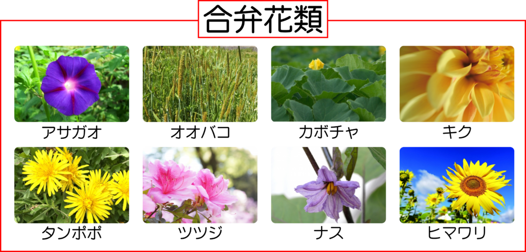 合弁花類・離弁花類の違いを中学生のために解説！【中1生物】 | 理科 