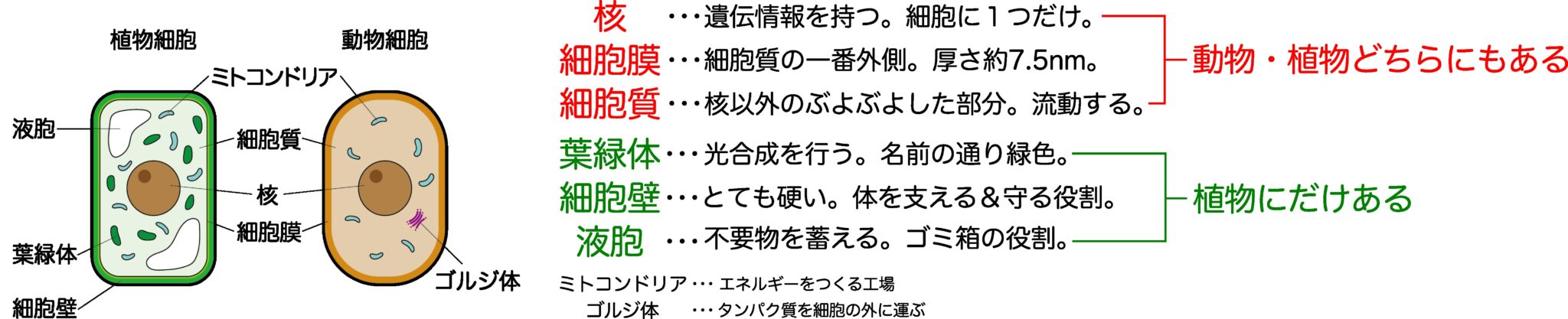 【中学理科】動物と植物の違いは?体と食べ物を考える! | 理科の授業をふりかえる