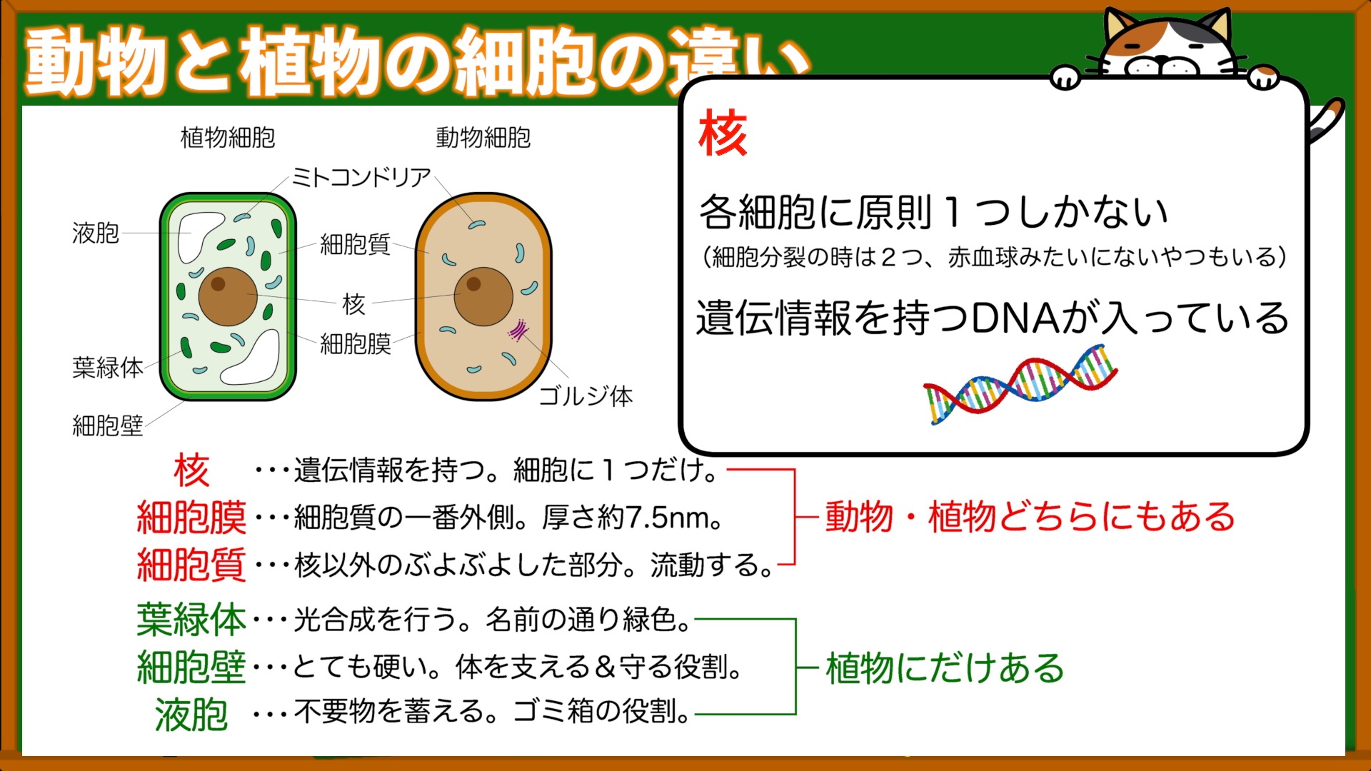 動物細胞と植物細胞のつくりの違いを解説!【葉緑体&細胞壁&液胞】 | 理科の授業をふりかえる