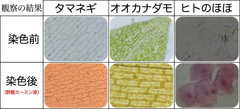 動物細胞と植物細胞のつくりの違いを解説!【葉緑体&細胞壁&液胞】 | 理科の授業をふりかえる