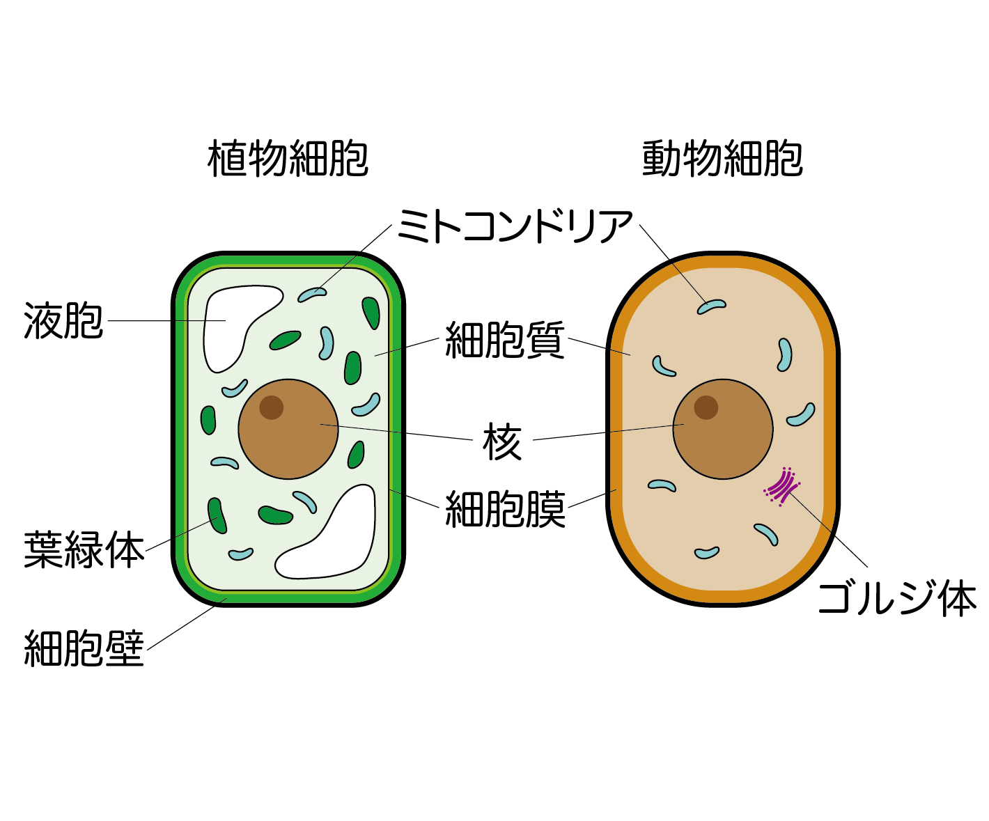 動物細胞と植物細胞のつくりの違いを解説!【葉緑体&細胞壁&液胞】 | 理科の授業をふりかえる