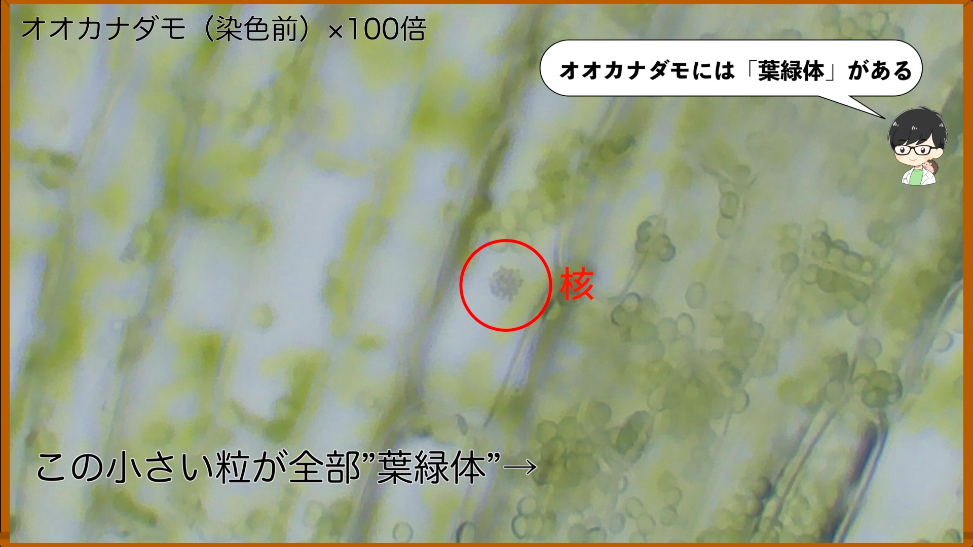動物細胞と植物細胞のつくりの違いを解説!【葉緑体&細胞壁&液胞】 | 理科の授業をふりかえる
