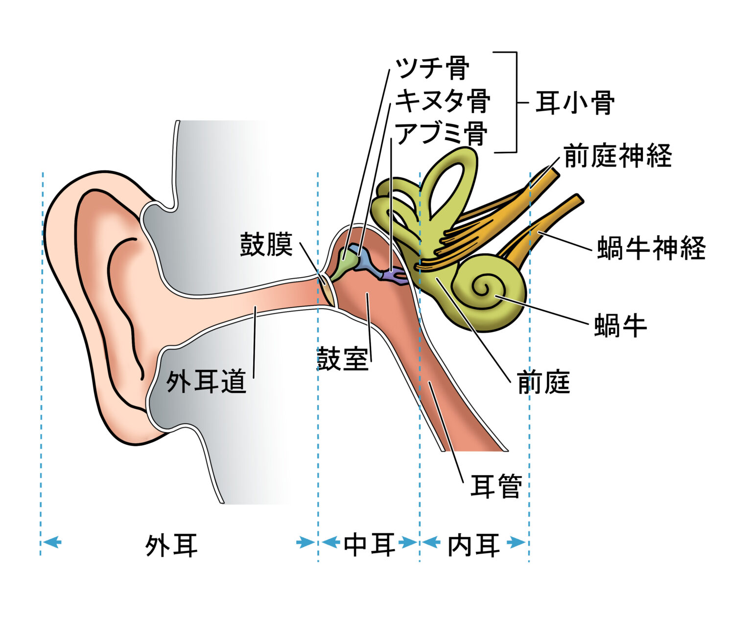 【中2生物】複雑な「耳のつくり」についてわかりやすく解説! | 理科の授業をふりかえる